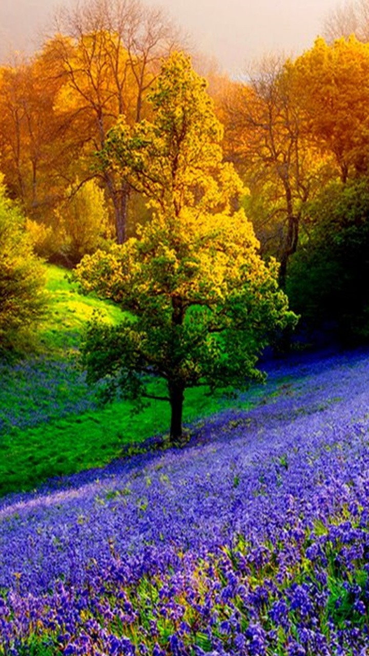 Nature Forest Flowers