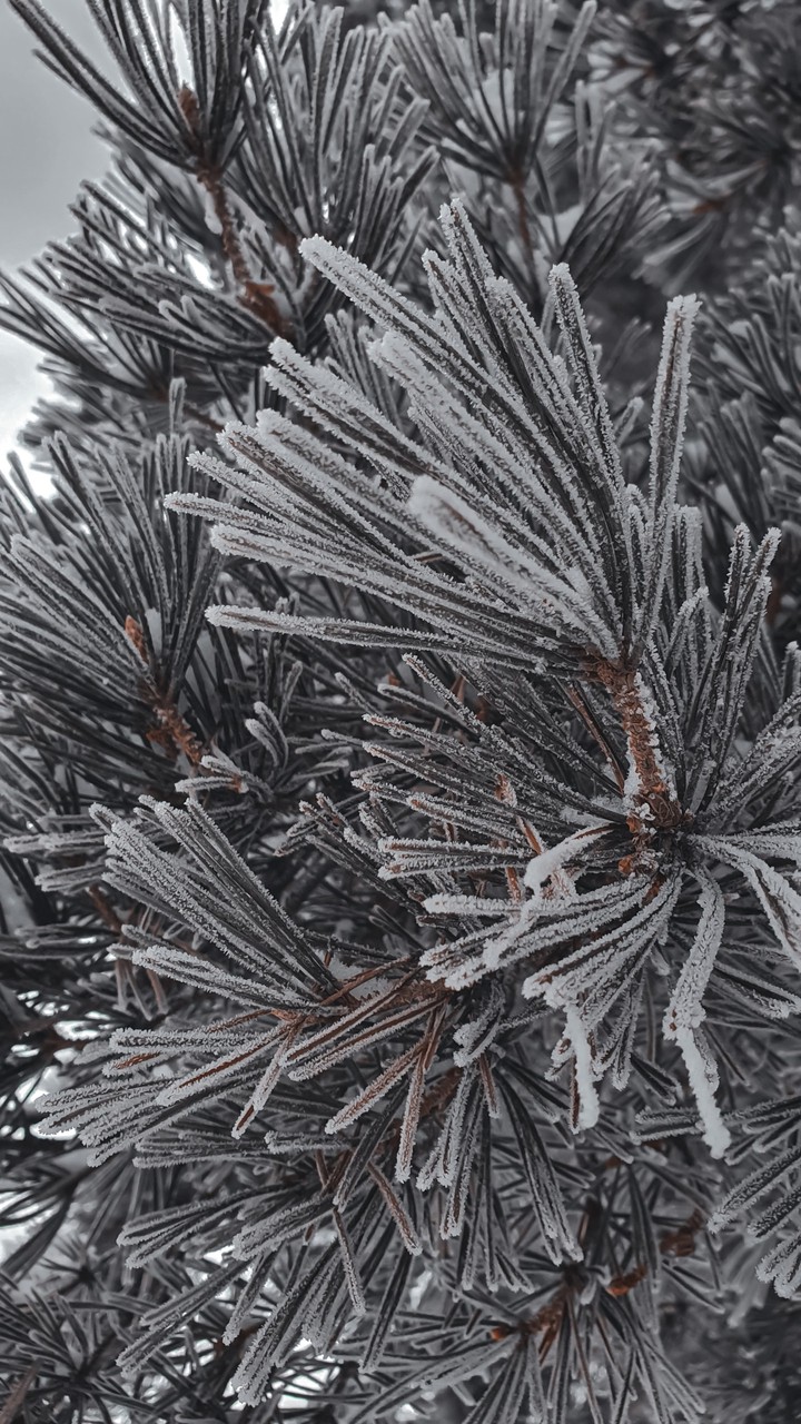 frost