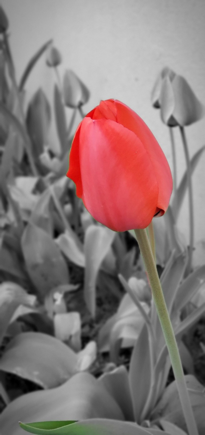 Tulip