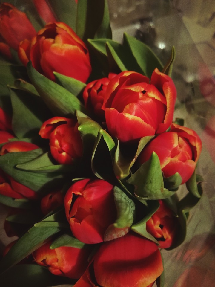 tulips