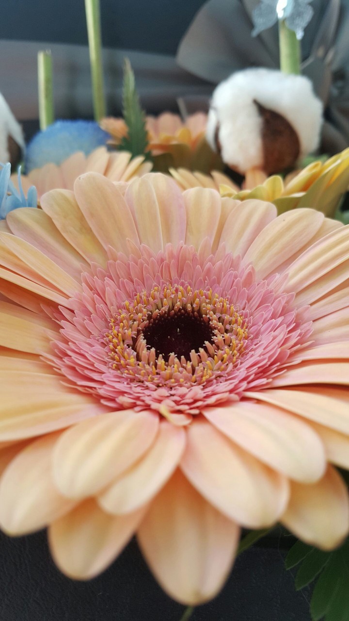 Daisy