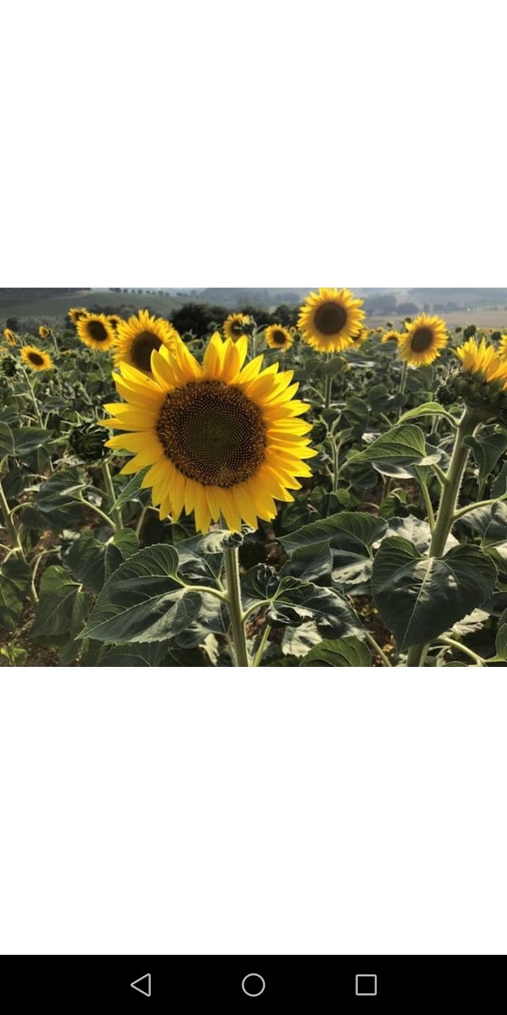 campo di girasoli