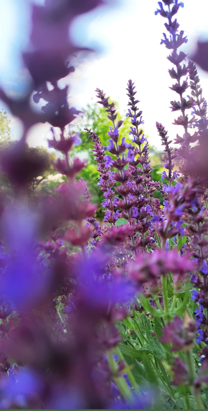 nature