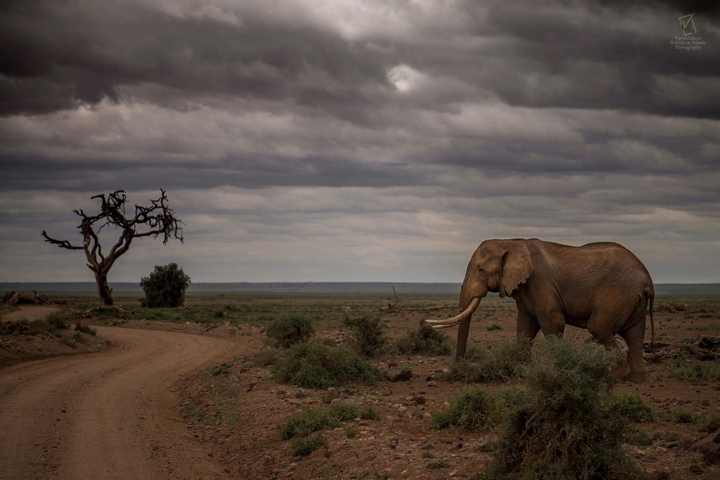 elephant