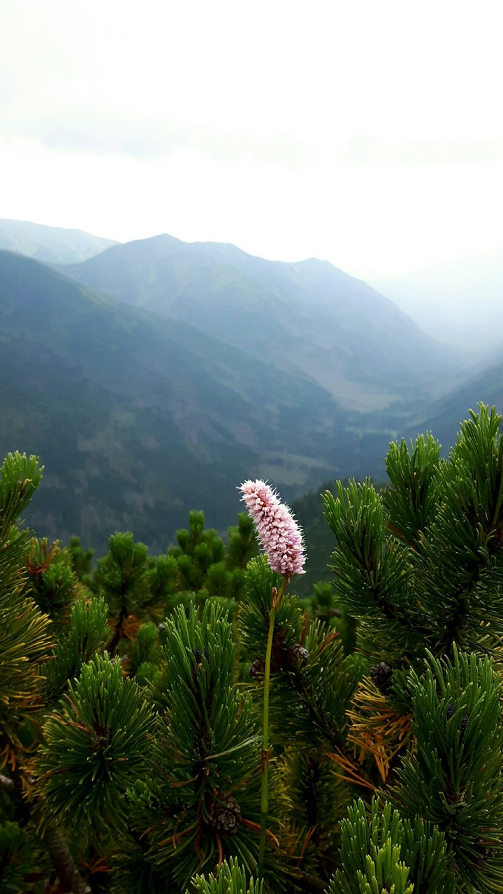 mountains