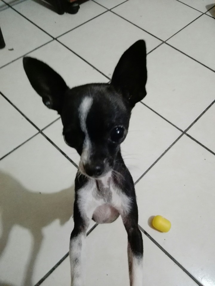 Mollitochisguito