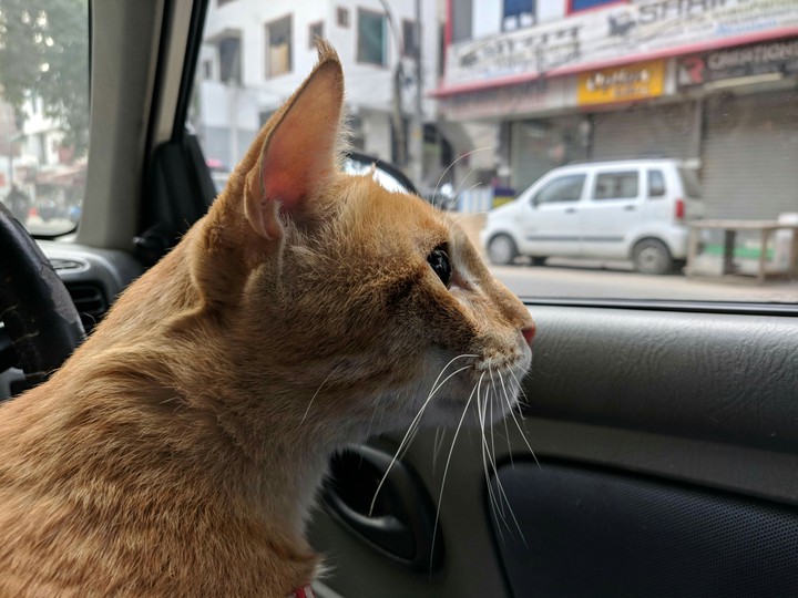 The Tiger