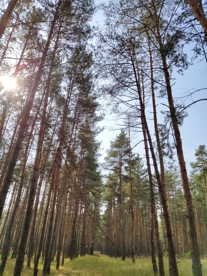 Pine forest, Ukraine