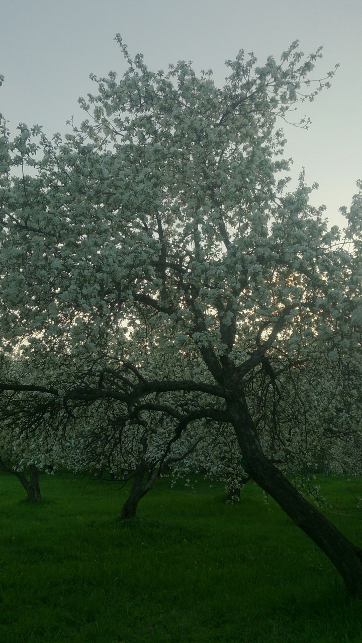 Apple tree