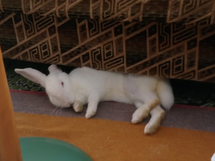 The Rabbit is Sleeping