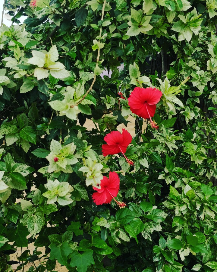 red hibiscus plant ❤️❤️❤️