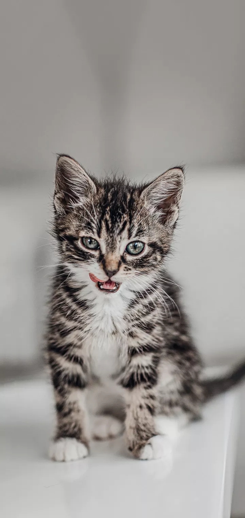 cuddly kitten