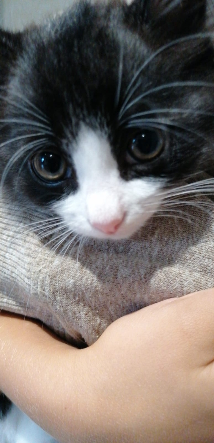 cute cat