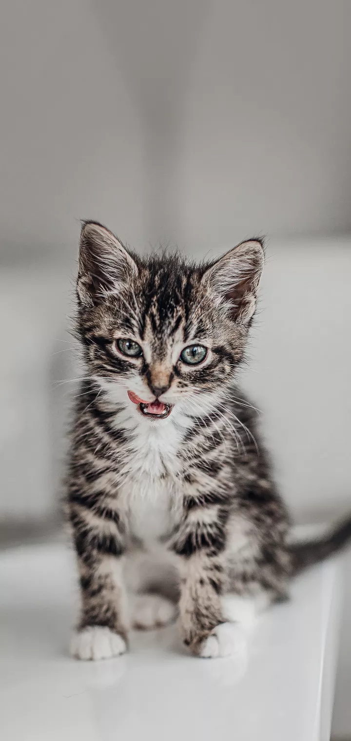 cuddly kitten