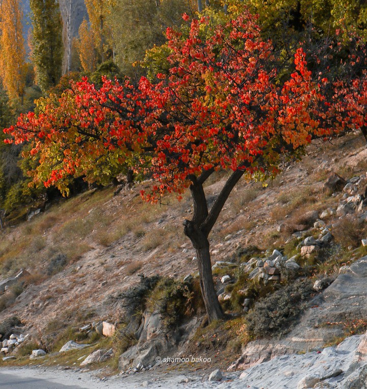 autumn