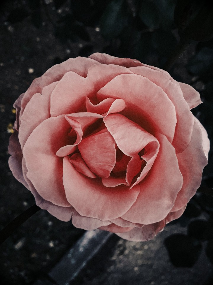 rose
