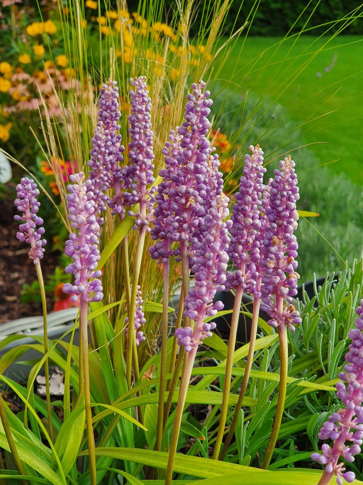 Blumen