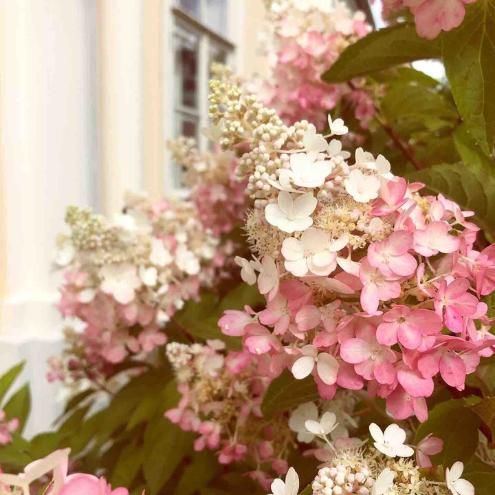 цветы