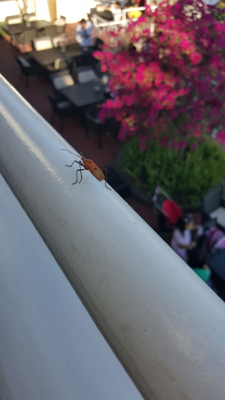a bug's life