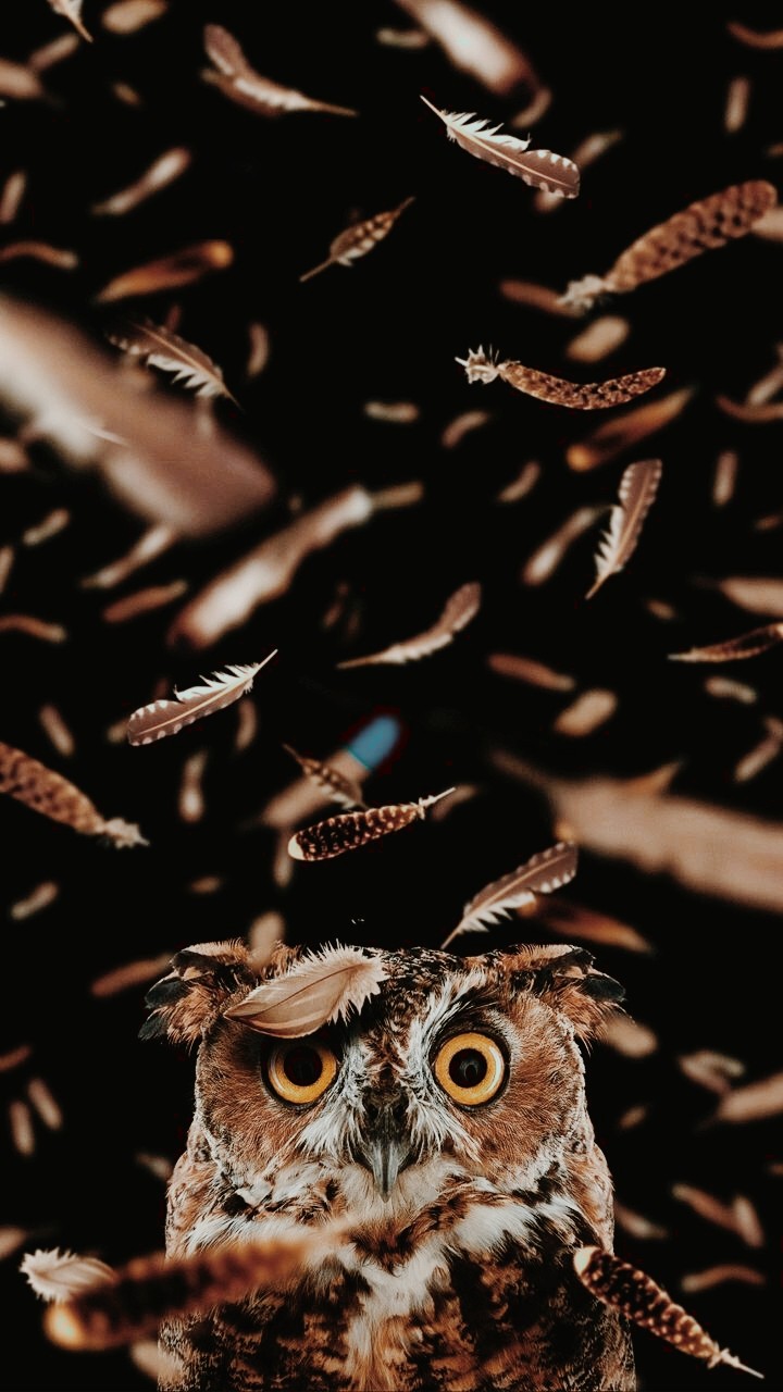 owl