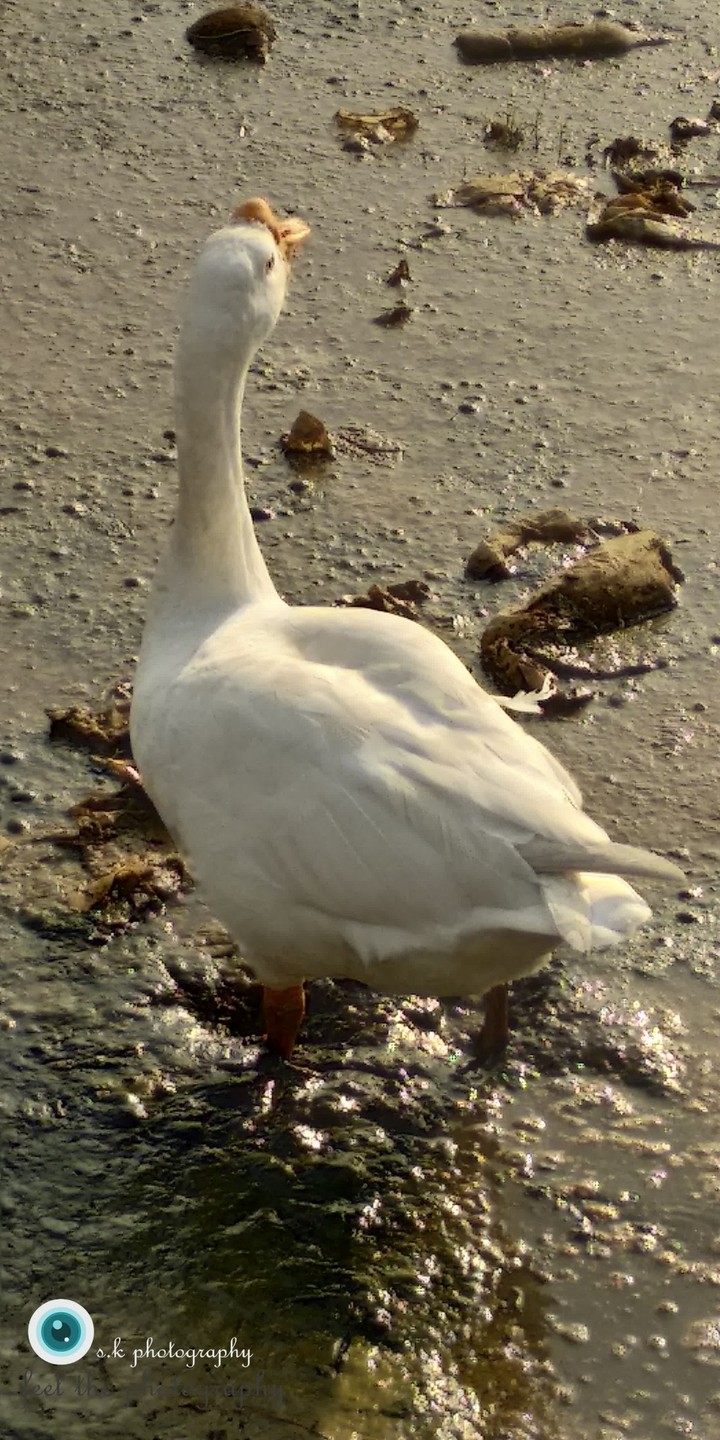 Swan...