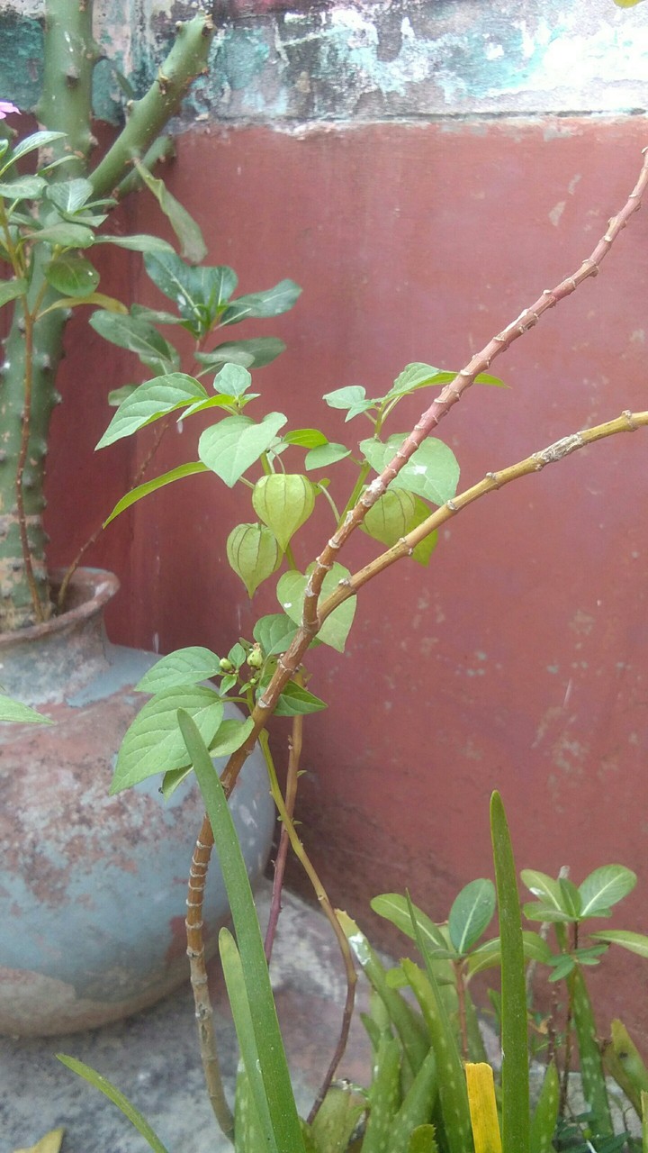 Ras bhari