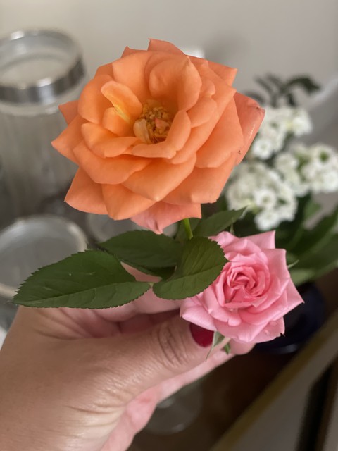 רקעים finger, plant