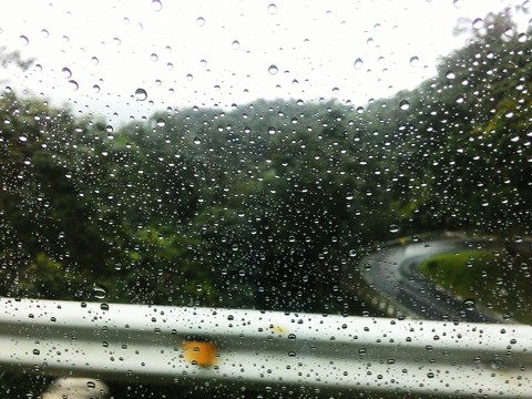 bicol, trees वॉलपेपर