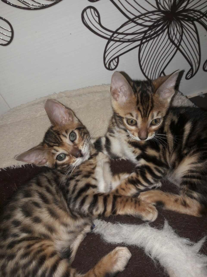 Kittens