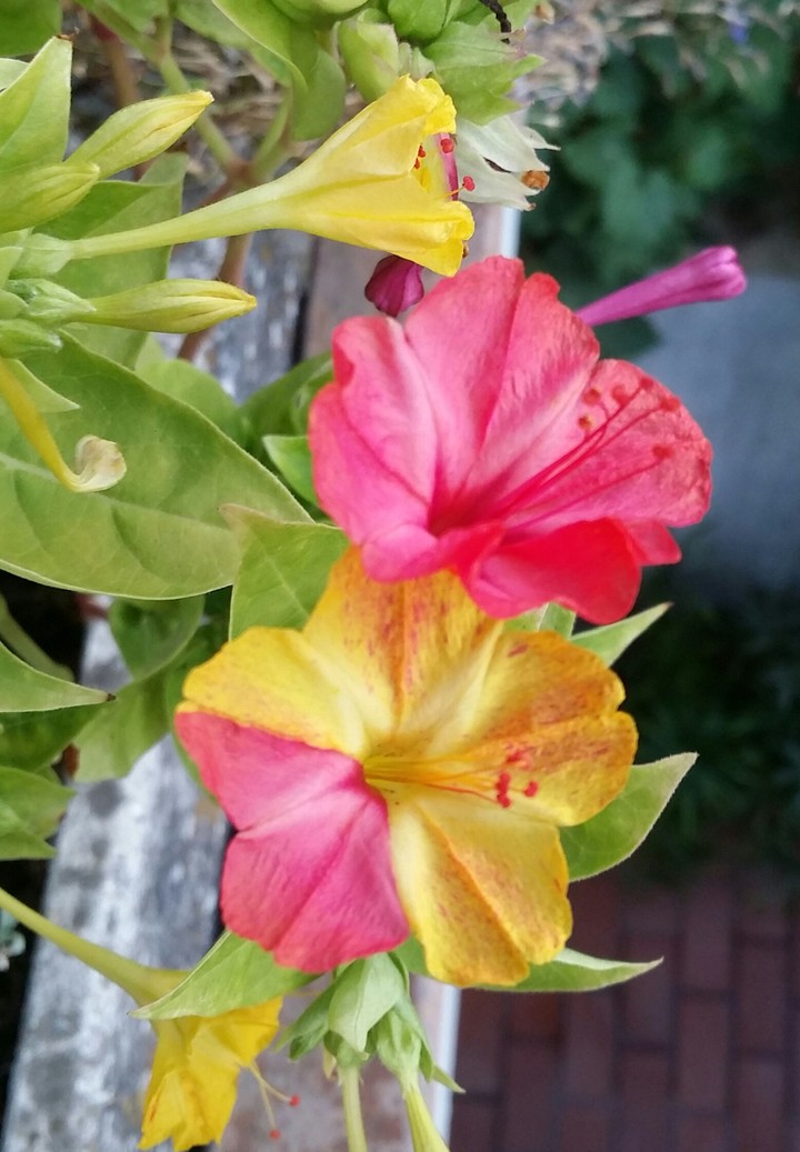 Colours of nature.