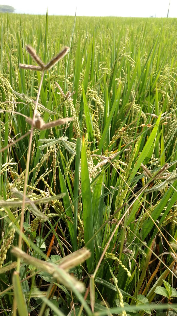 Thanjavur rice fields from Shanthi farms