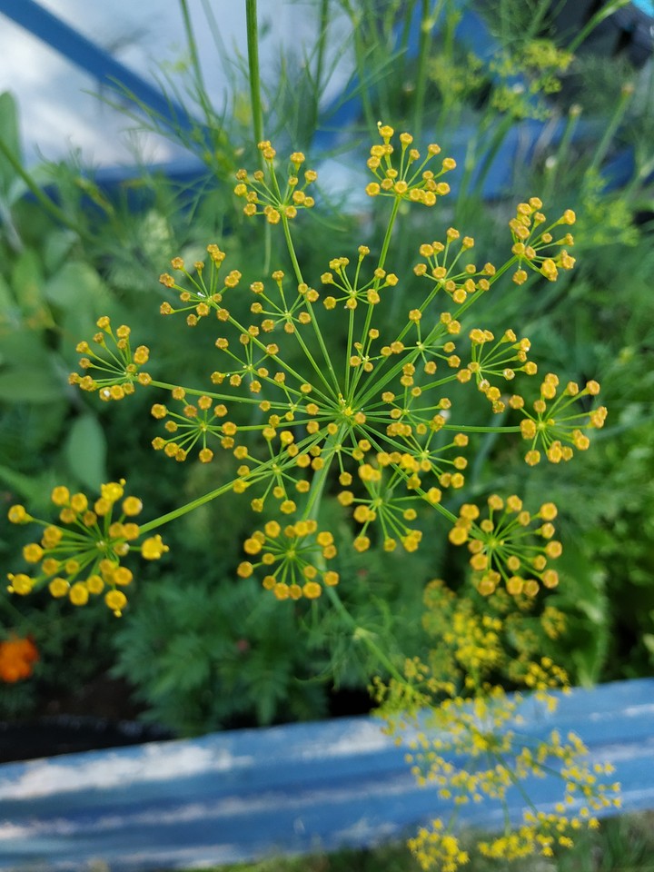 dill