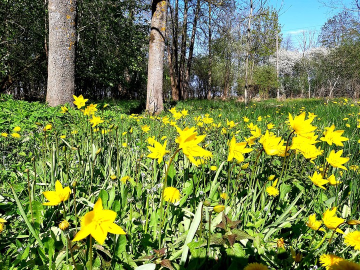 The wild tulips are the best! :)