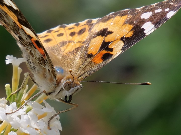 Schmetterling/Butterfly