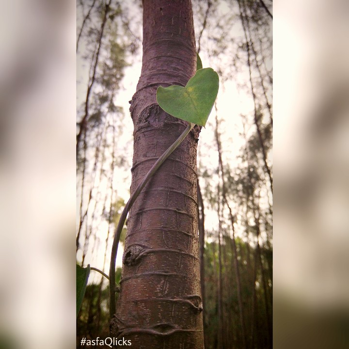 single leaf