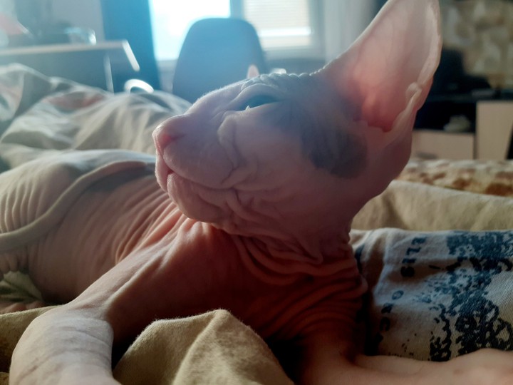 котэ