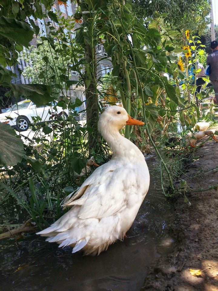 duck