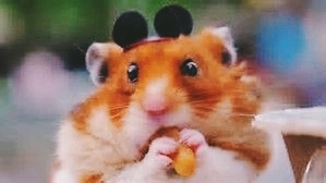 Mickey The Hamster