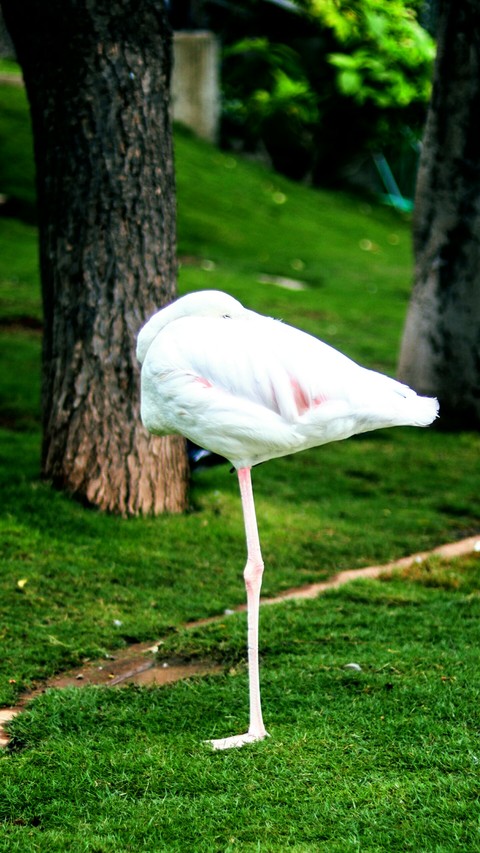 white hern