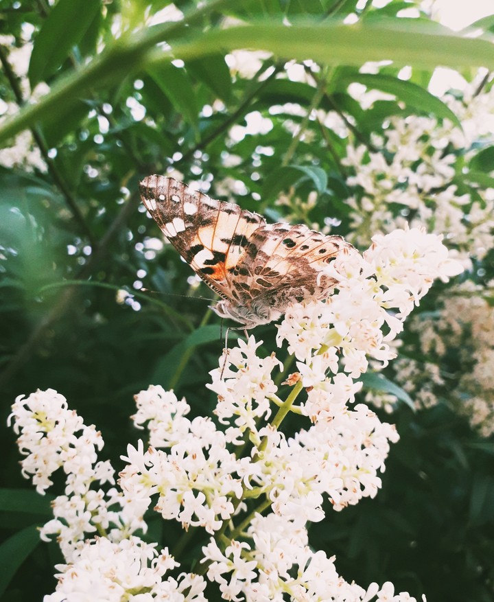 butterfly