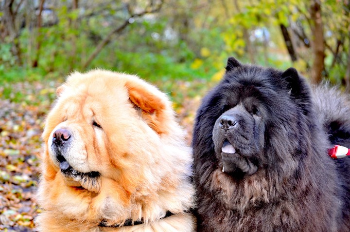 Chow-chow dogs