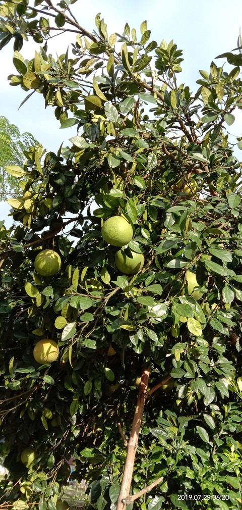 sfondi fruit, plant