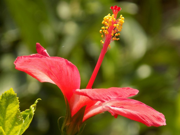 Chinarose