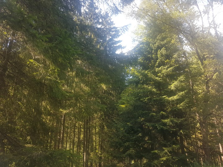 Romania forest