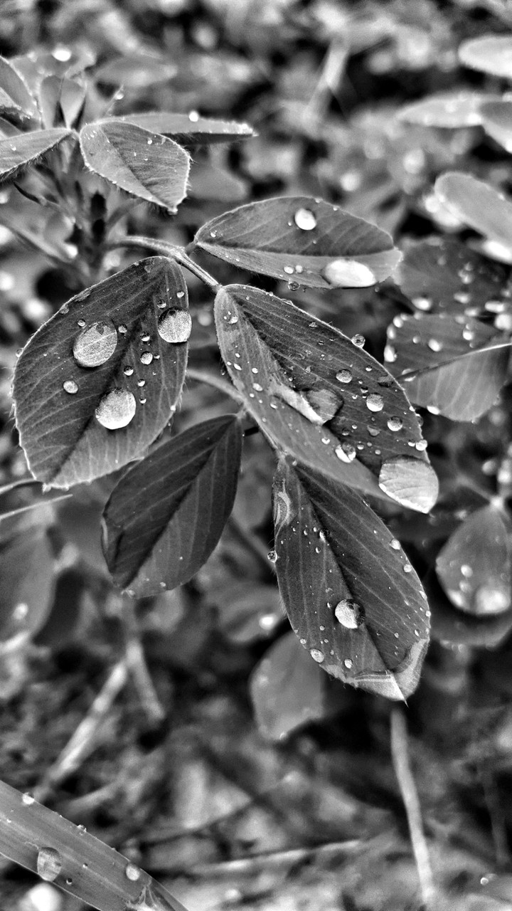 rain