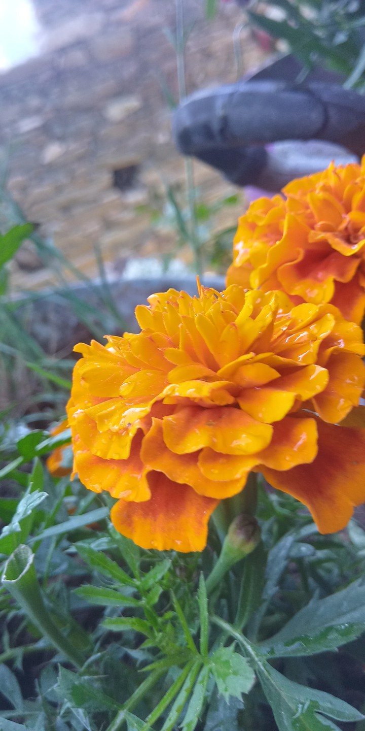 flowers