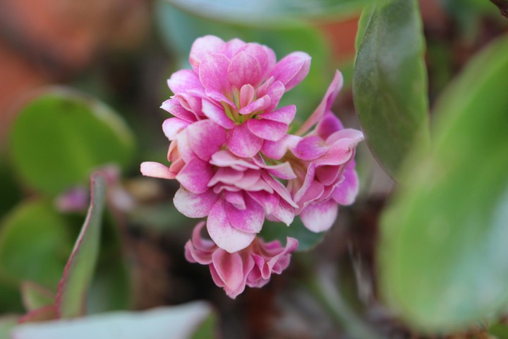 Pink Flower