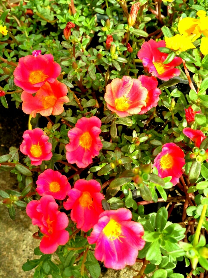 flower ♡