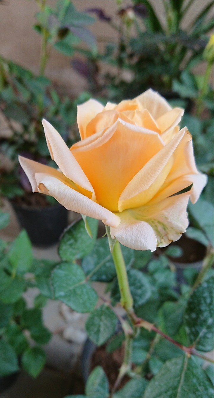 گل بهاری....