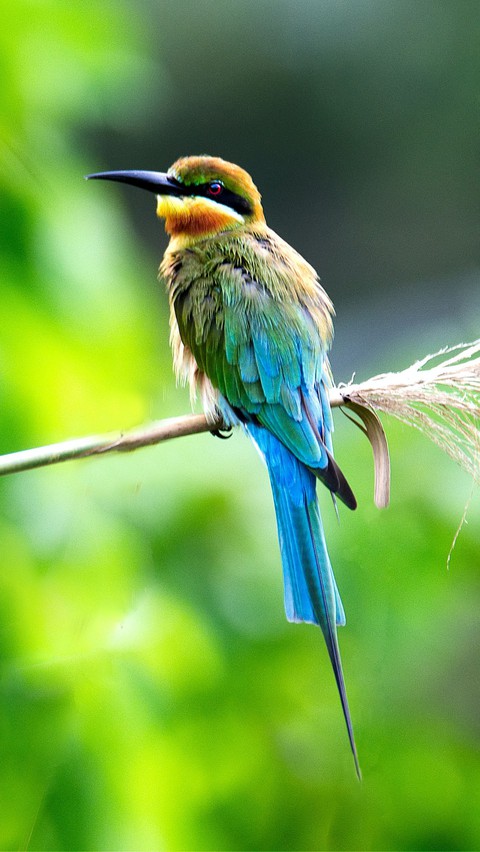 bird, piciformes wallpapers